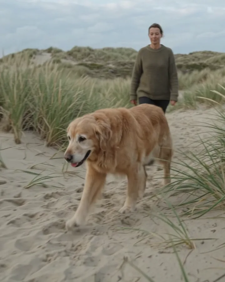 Oudere golden retriever loopt voor zijn baasje uit door de duinen