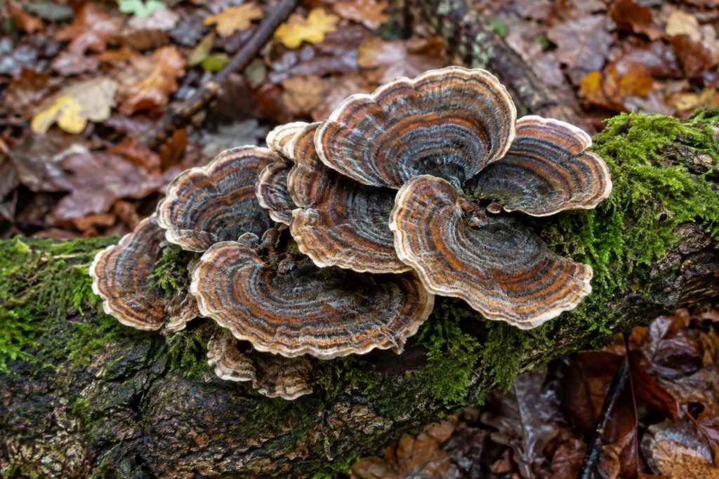 Turkey tail, het elfenbankje, groeit als een waaier met bruine, roestkleurige en crèmekleurige banden op een bemoste tak